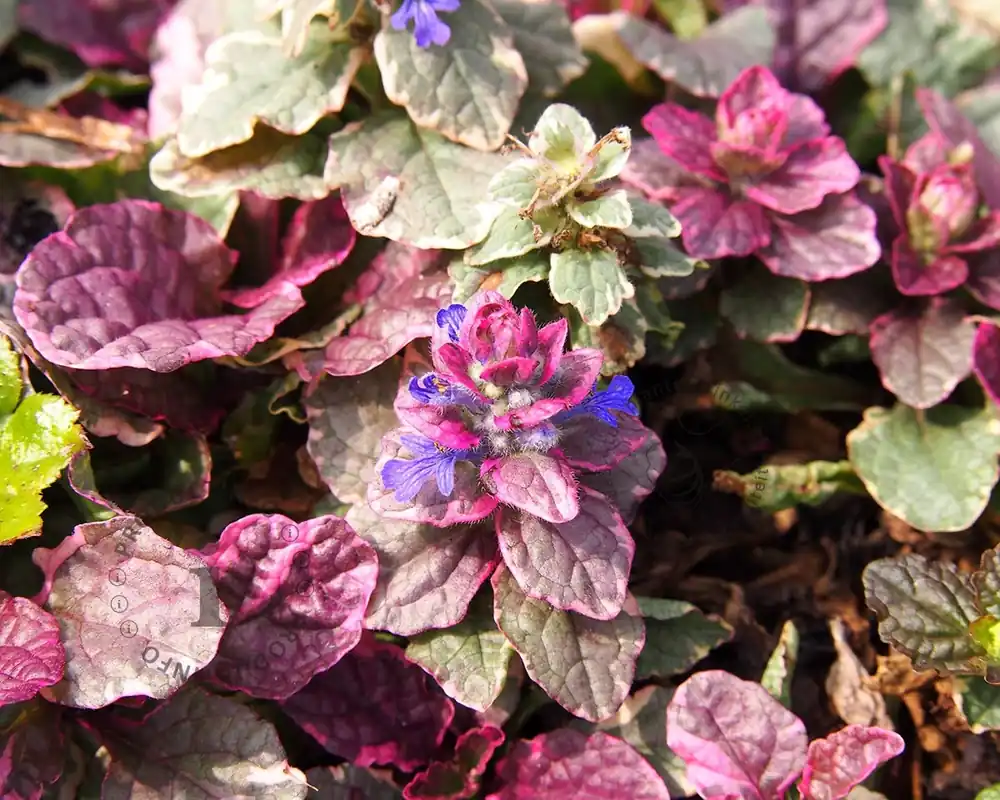 Favoriet van klanten | Ajuga reptans ‘Burgundy Glow‘