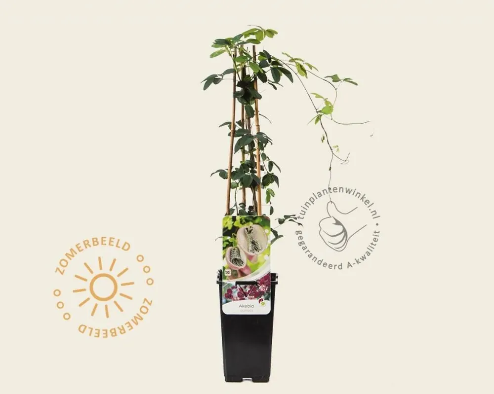 Deal | Akebia quinata