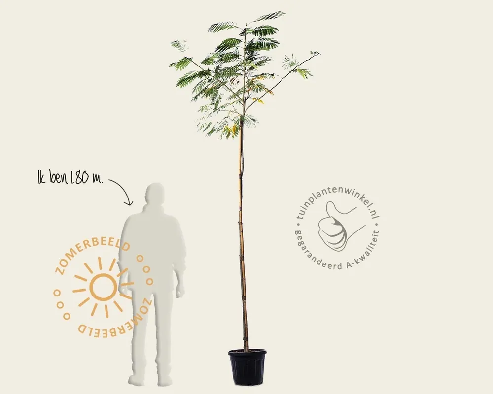 Albizia julibrissin ‘Boubri‘ - hoogstam - Bespaar meer