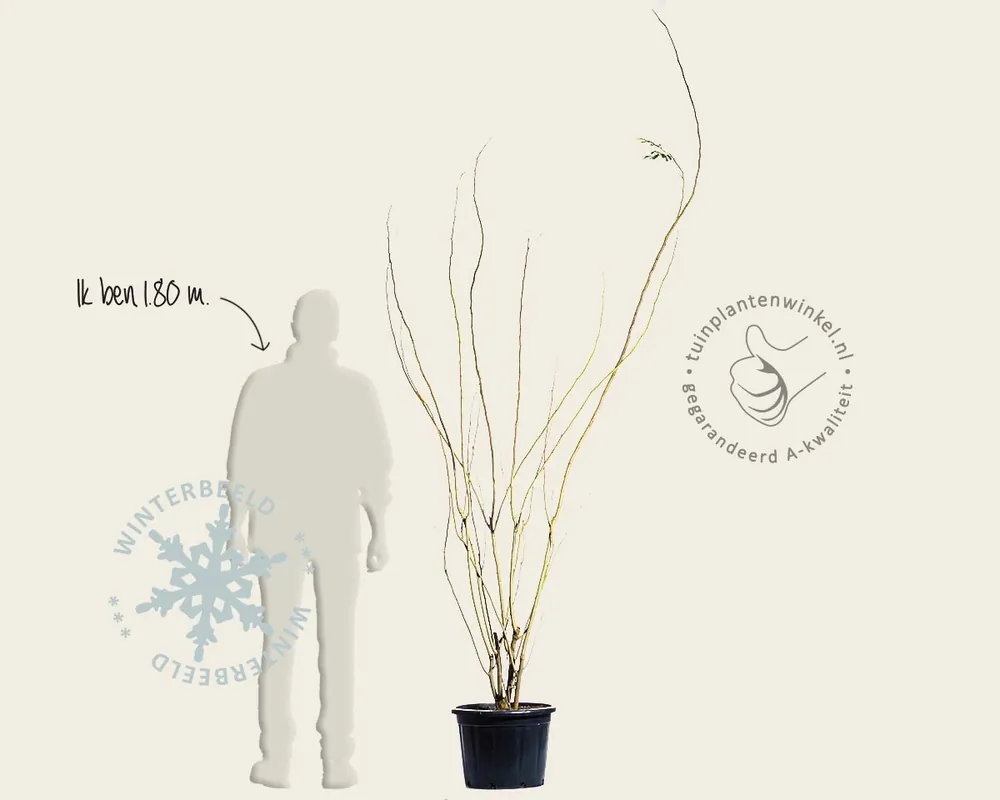Direct bestellen | Albizia julibrissin ‘Boubri‘ - meerstammig