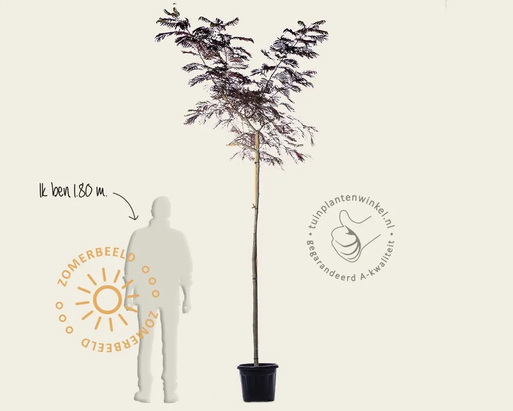 Albizia julibrissin ‘Summer Chocolate‘ - hoogstam | Nieuw in de shop