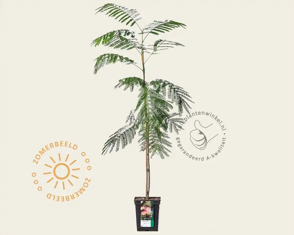 Koop vandaag - Albizia julibrissin ‘Tropical Dream‘