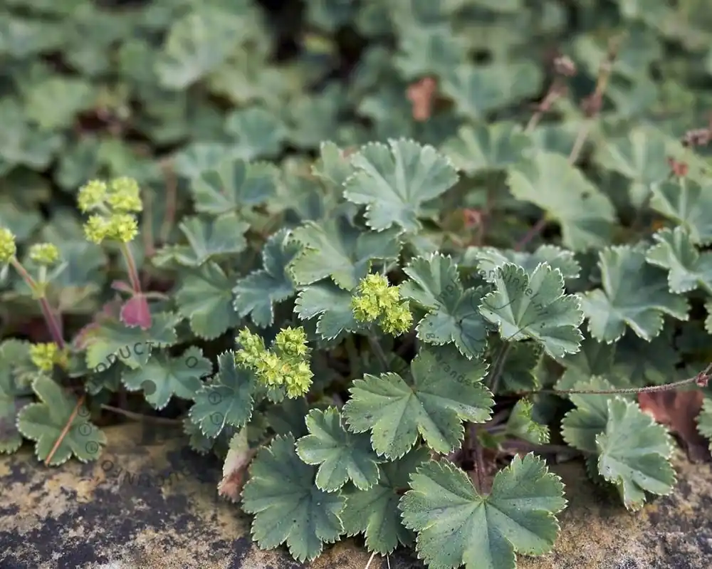 Alchemilla erythropoda - Nieuwe release