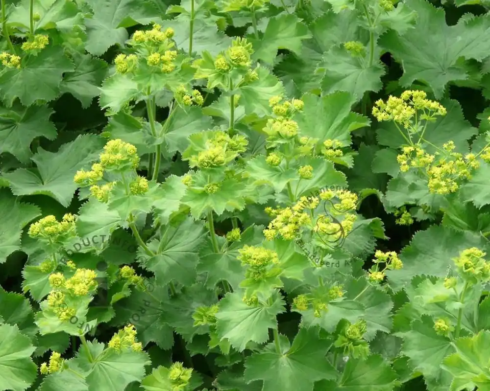 Alchemilla mollis | Slechts tijdelijk