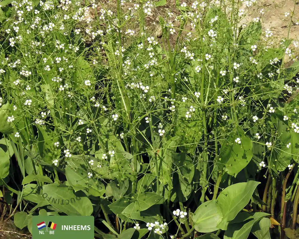 Alisma lanceolatum - Extra voordeel
