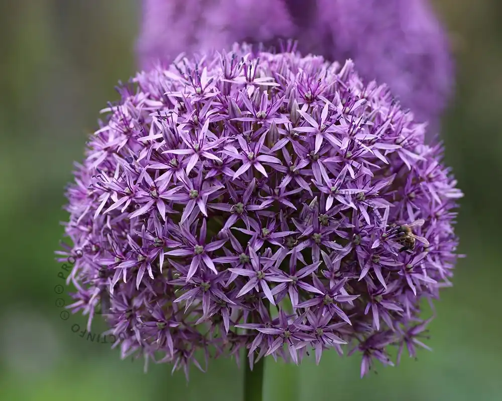 Veilig betalen | Allium ‘Ambassador‘