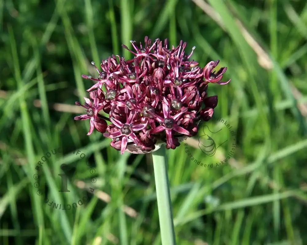 Nieuw in het assortiment | Allium atropurpureum