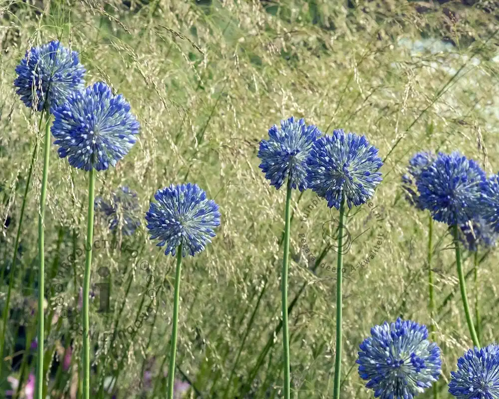 Allium caeruleum (azureum) | Bestel vandaag