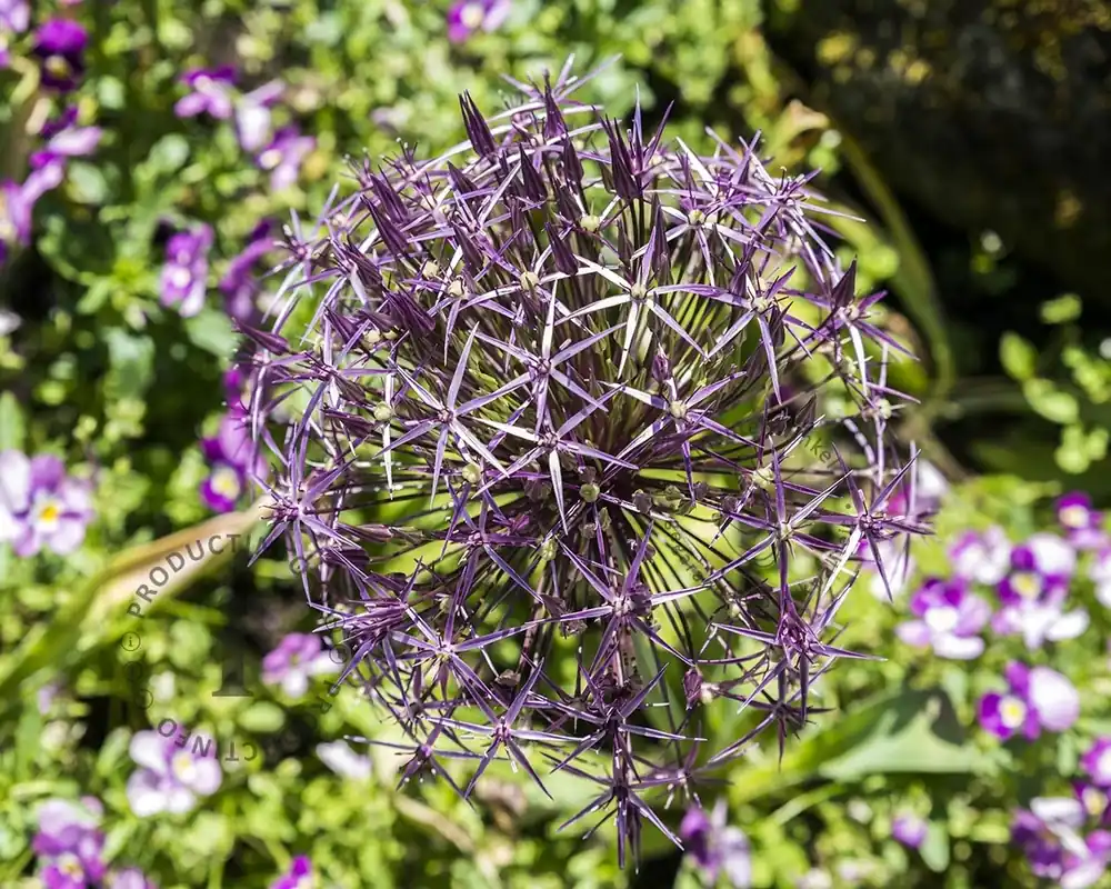Topdeal | Allium christophii