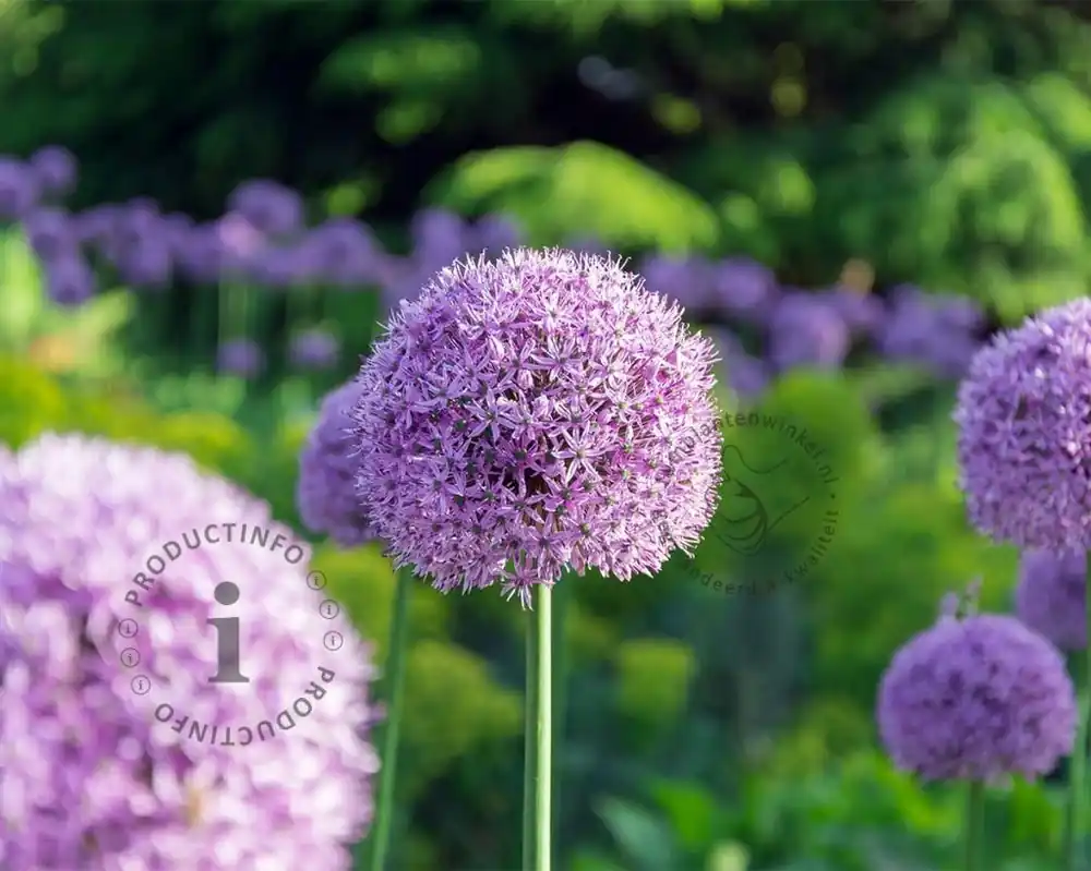 Nieuw binnen - Allium giganteum