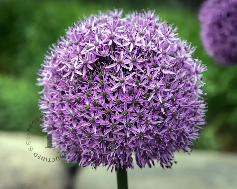 Makkelijk bestellen - Allium ‘Gladiator‘