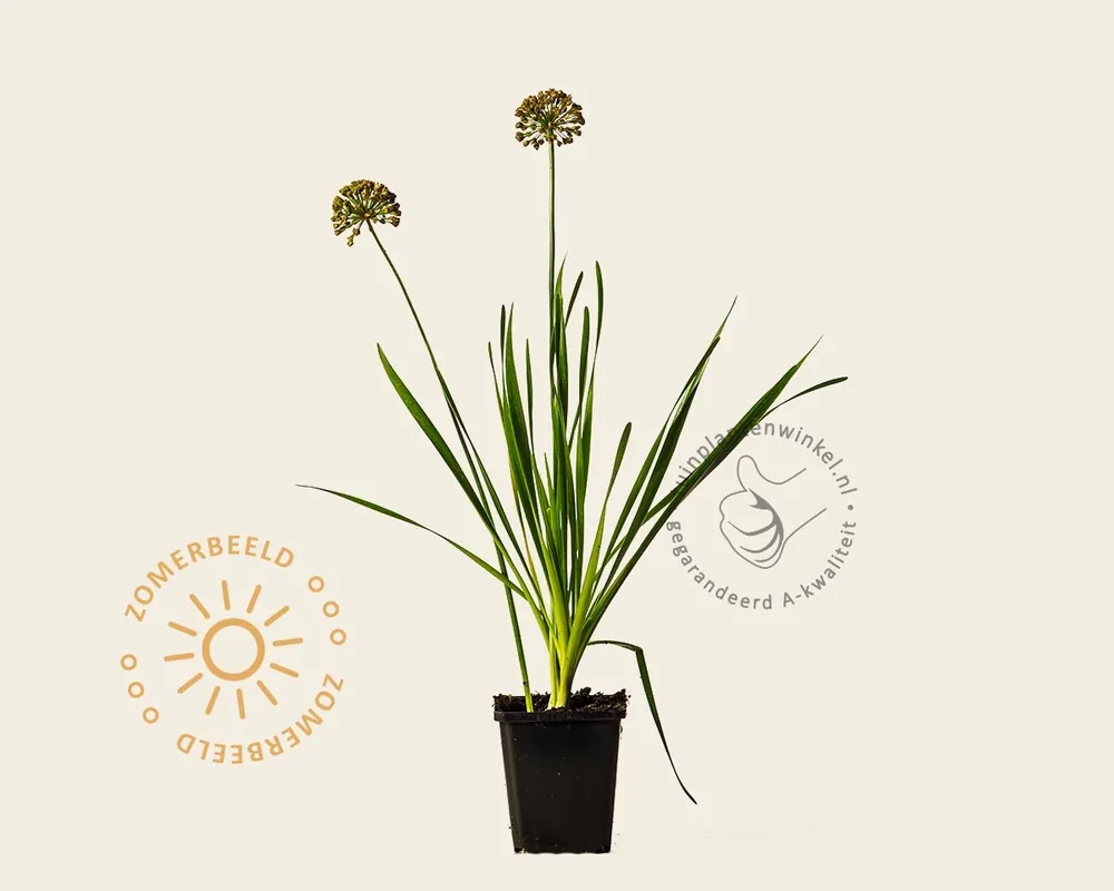 Favoriet van klanten - Allium ‘Millenium‘