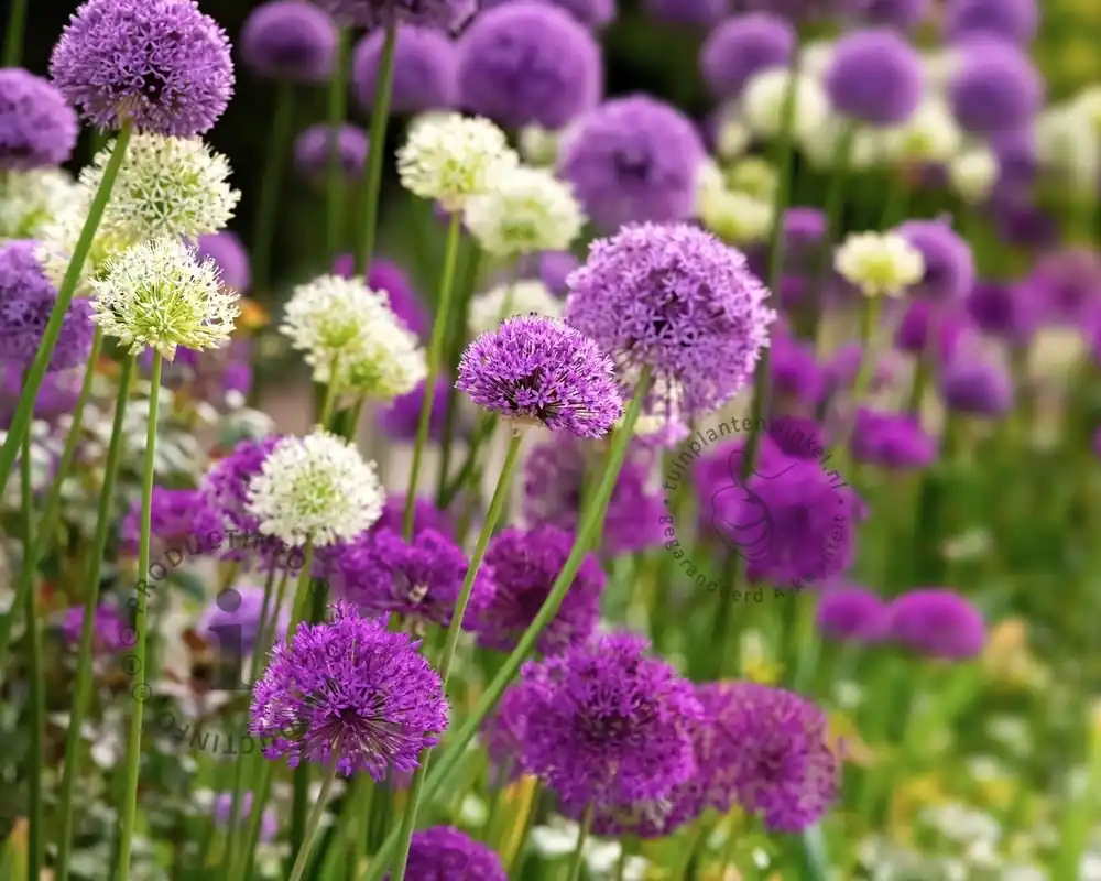 Voordeelprijs - Allium Mix Paars-Wit