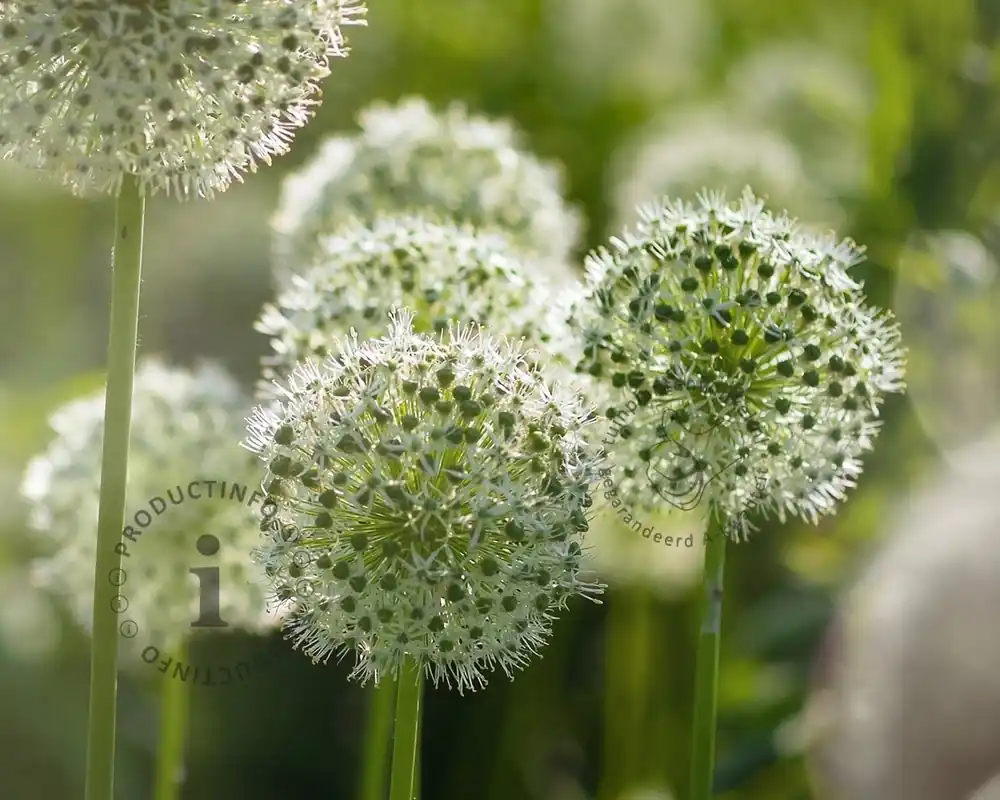 Allium ‘Mount Everest‘ - Bestel vandaag