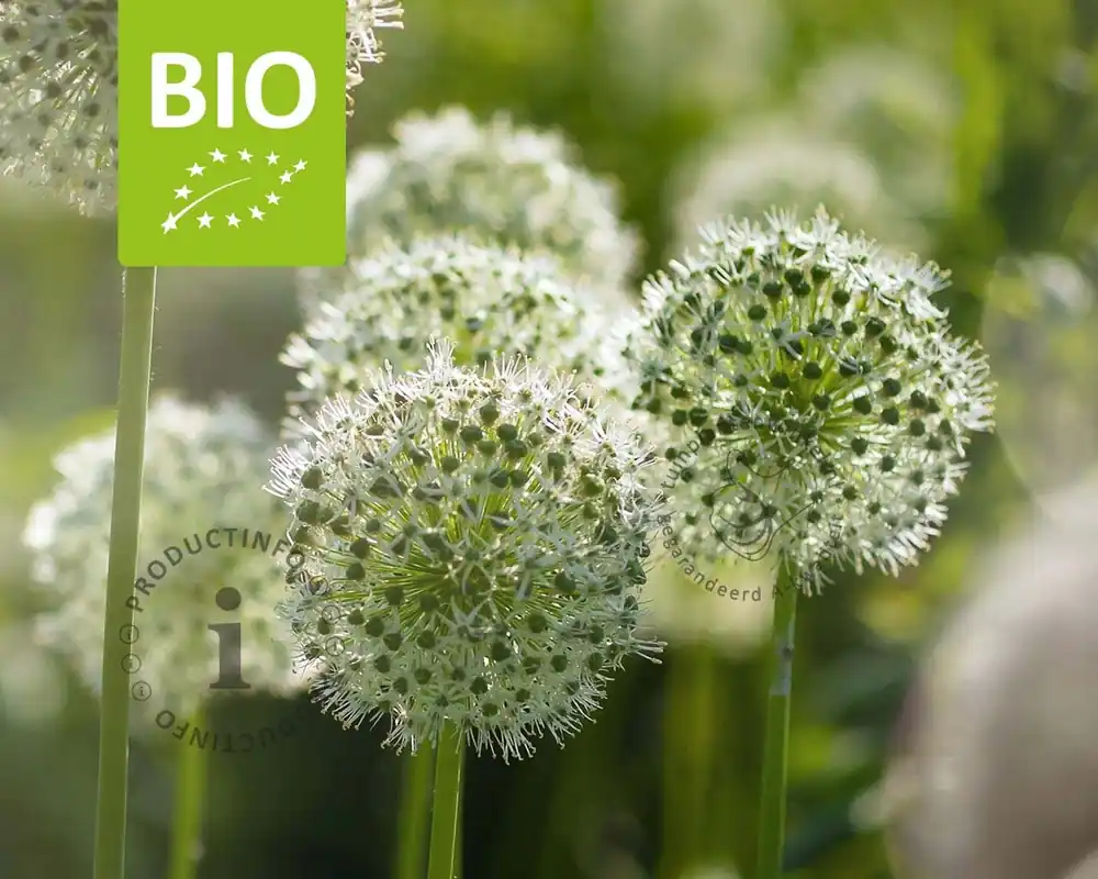 Net toegevoegd - Allium ‘Mount Everest‘ - BIO