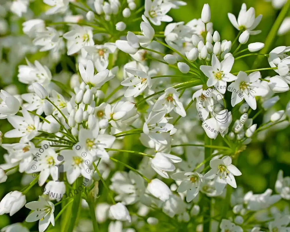 Nu beschikbaar | Allium neapolitanum