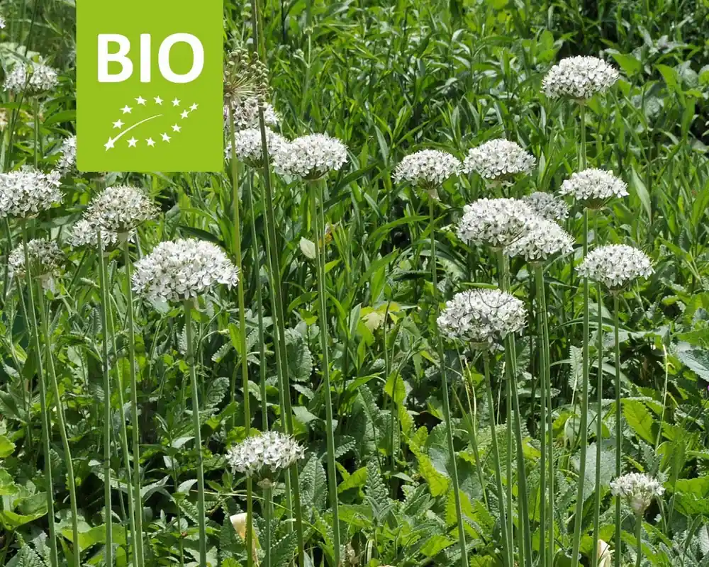 Topdeal - Allium nigrum - BIO