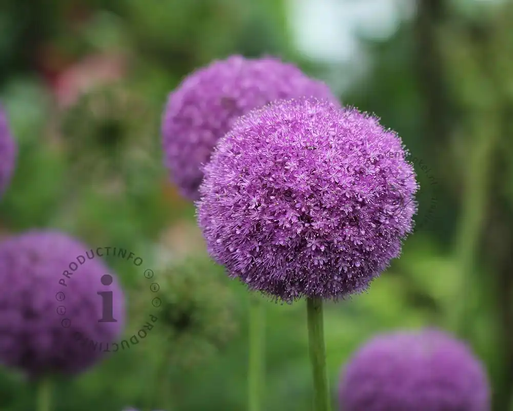 Allium ‘Party Balloons‘ - Voordeelprijs