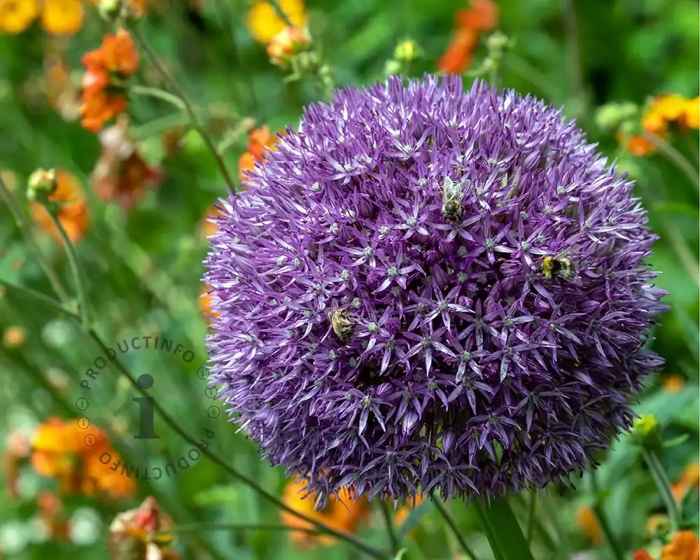 Allium ‘Pinball Wizard‘ | Expreslevering