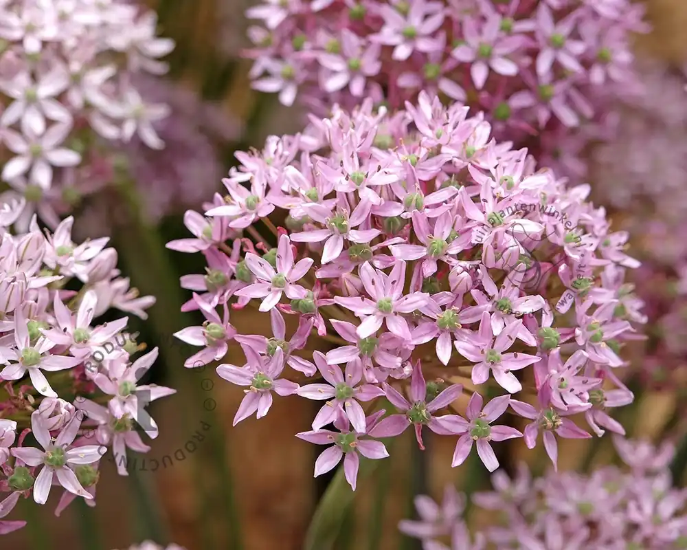 Dagdeal | Allium ‘Pink Jewel‘