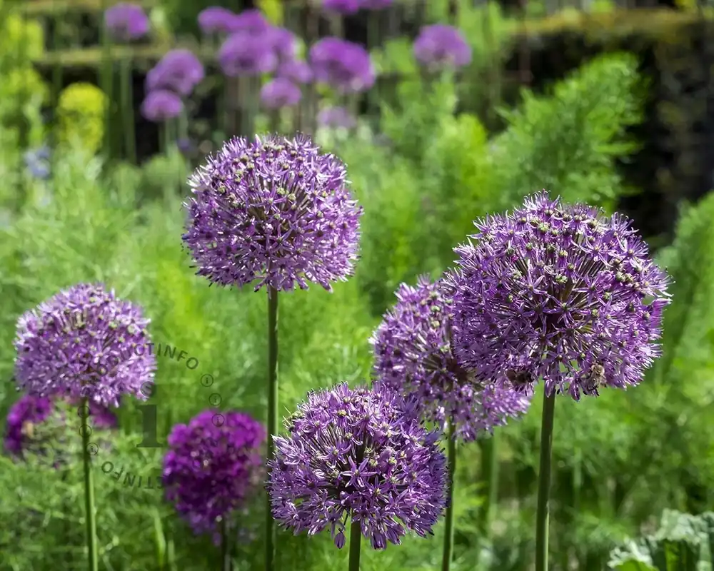 Meest verkocht | Allium ‘Purple Sensation‘
