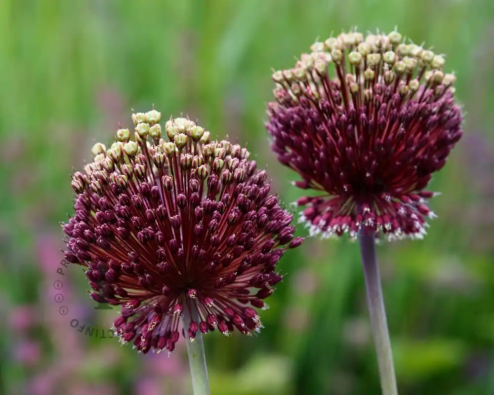 Allium ‘Red Mohican‘ | Wees er snel bij