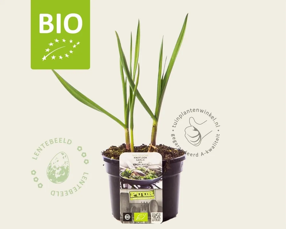 Allium sativum Puur - Voorraad bijna op