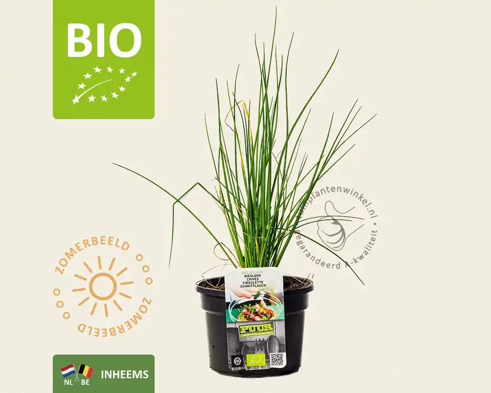 Nu kopen | Allium schoenoprasum Puur