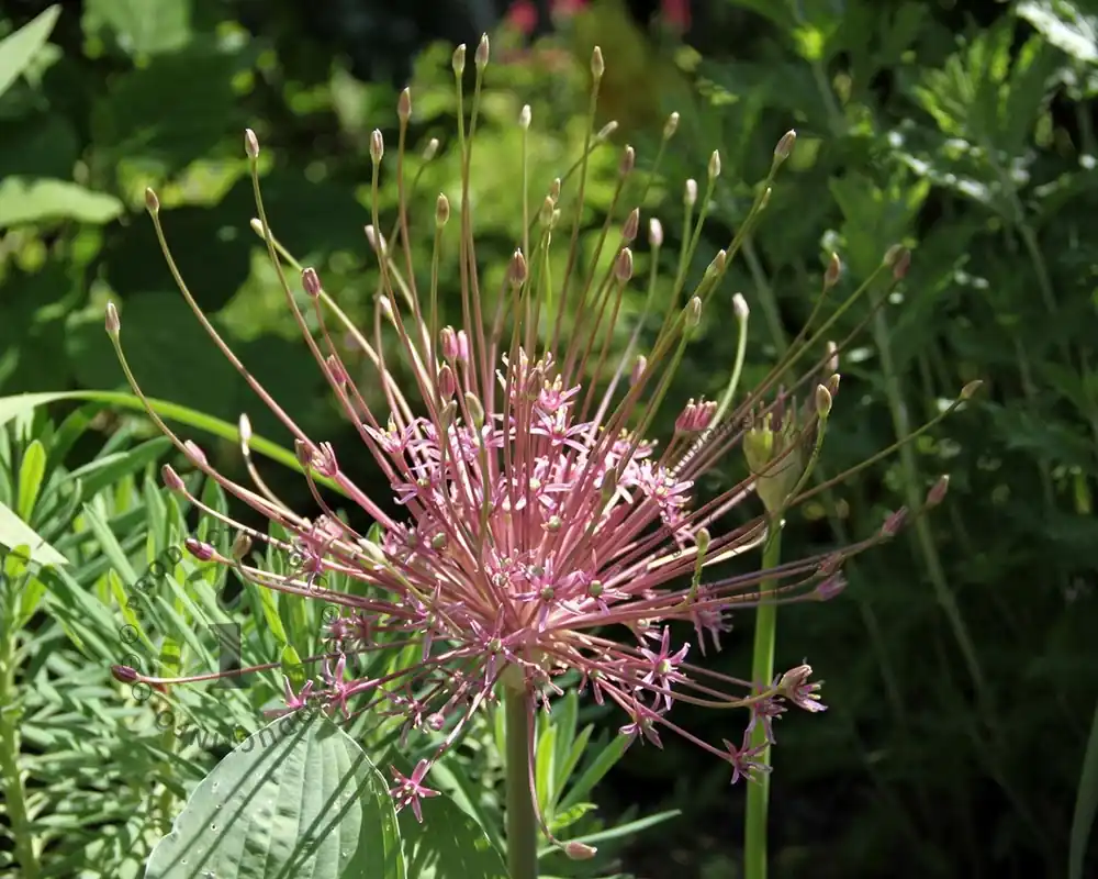 Online bestelbaar | Allium schubertii