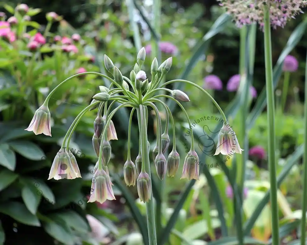 Allium siculum (bulgaricum) | Shop nu