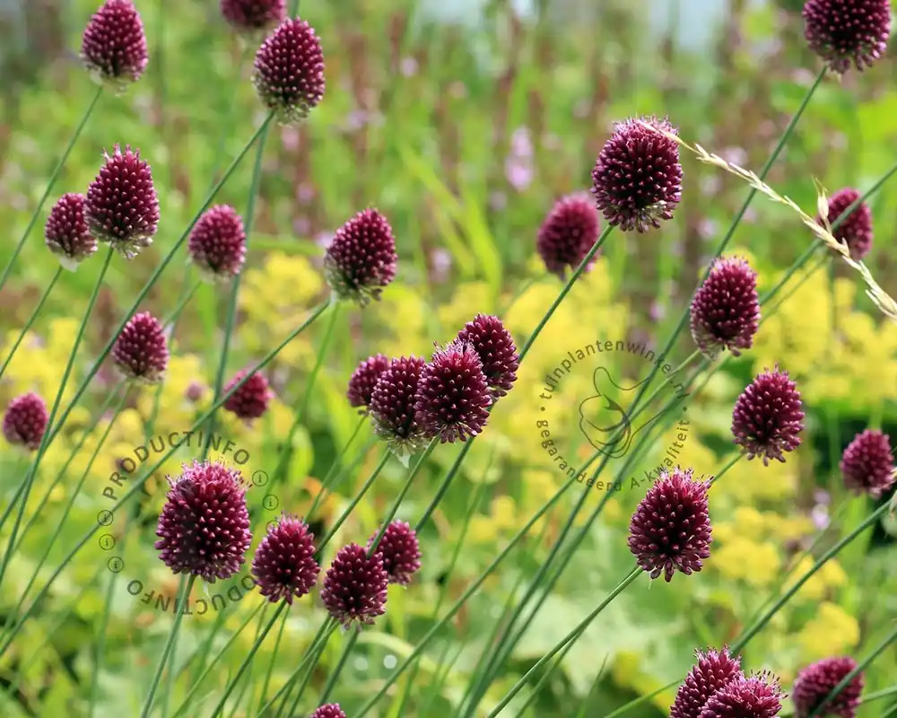 Allium sphaerocephalon | Prijsverlaging