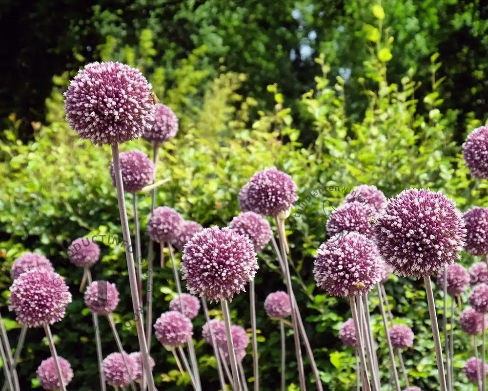 Flitsaanbieding | Allium ‘Summer Drummer‘