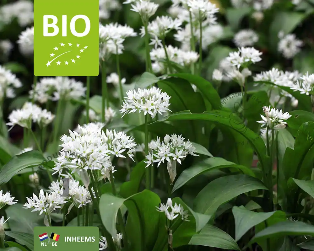 Allium ursinum - Puur - Aanbieding loopt bijna af