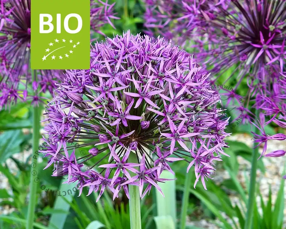 Allium ‘Violet Beauty‘ - BIO | Korting
