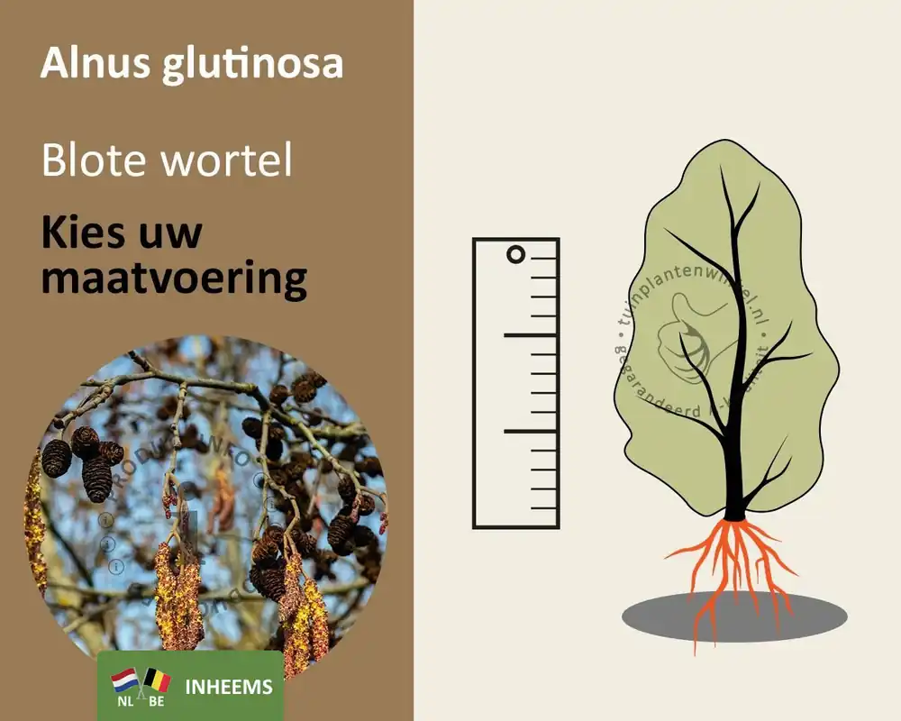 Actie loopt bijna af | Alnus glutinosa - blote wortel
