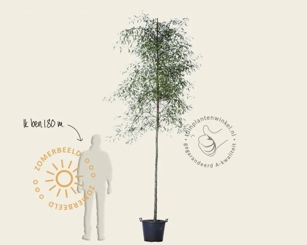 Op voorraad | Alnus glutinosa ‘Imperialis‘