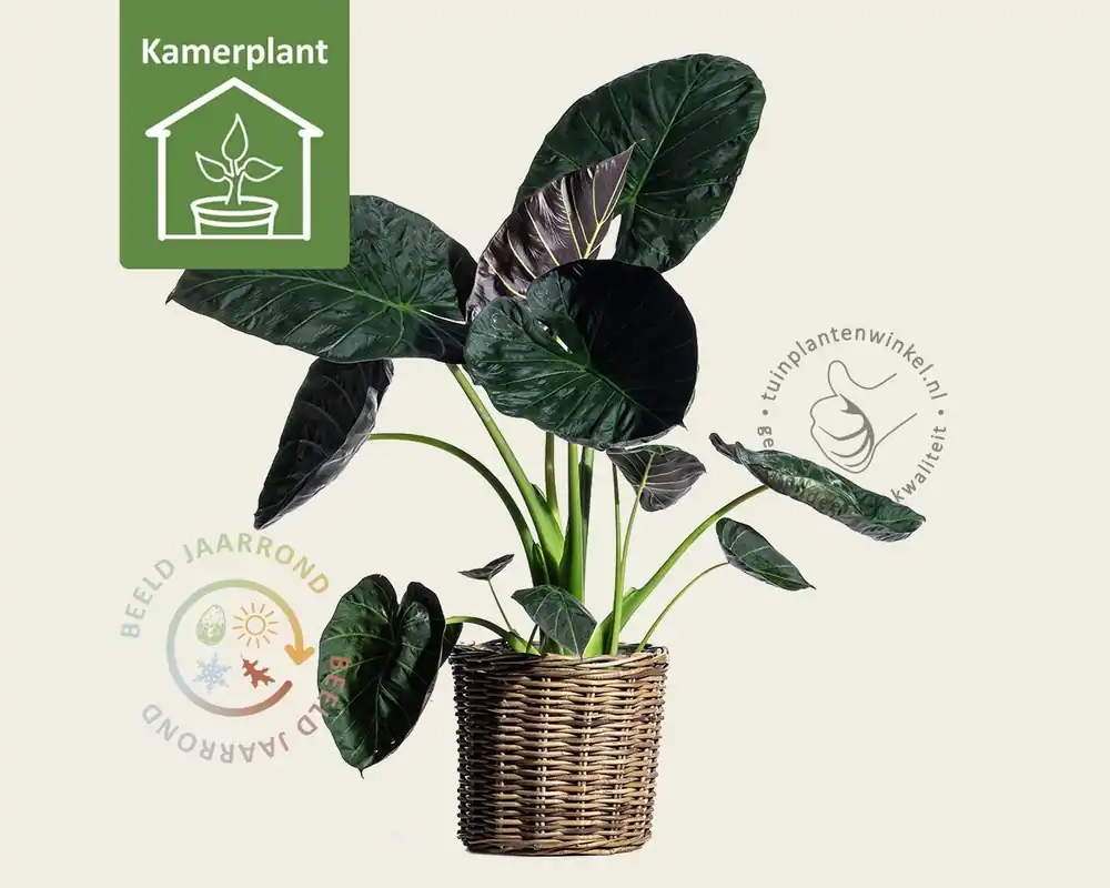 Snelle verzending | Alocasia regal shield