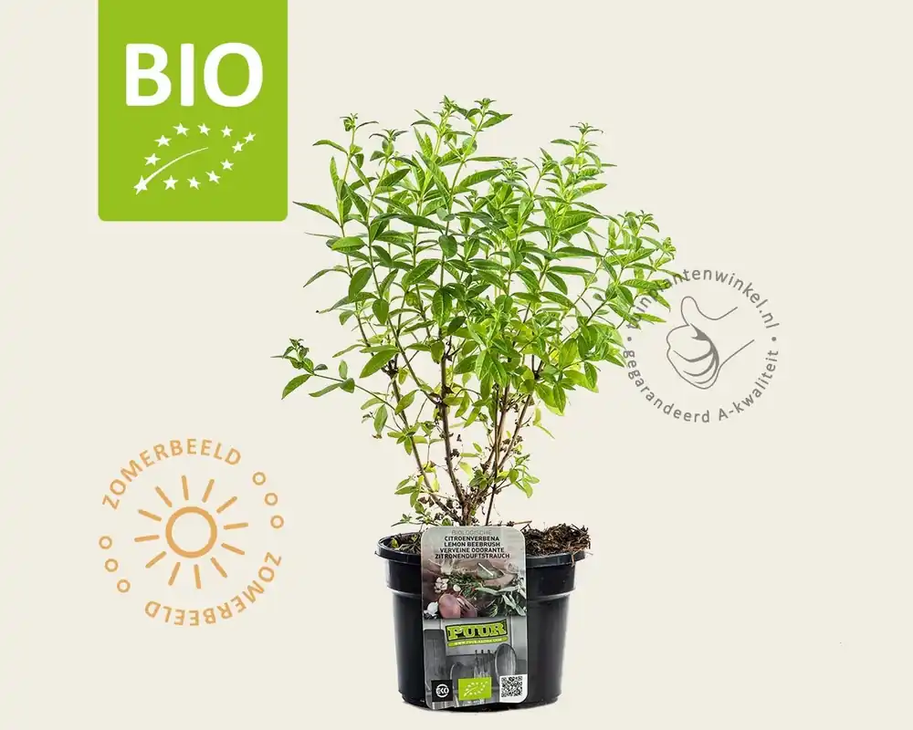 Aloysia triphylla Puur - Rechtstreeks uit de fabriek
