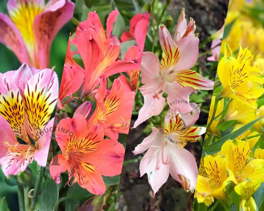 Alstroemeria Ligtu Hybriden Mix - wortelstok - Superprijs