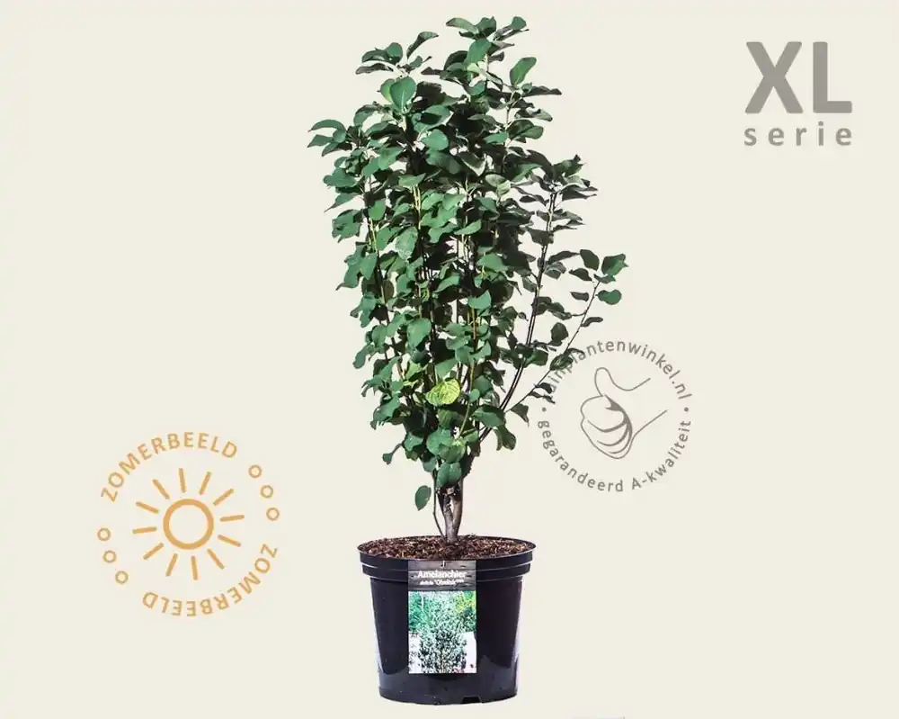 Hoog gewaardeerd - Amelanchier alnifolia ‘Obelisk‘ - XL