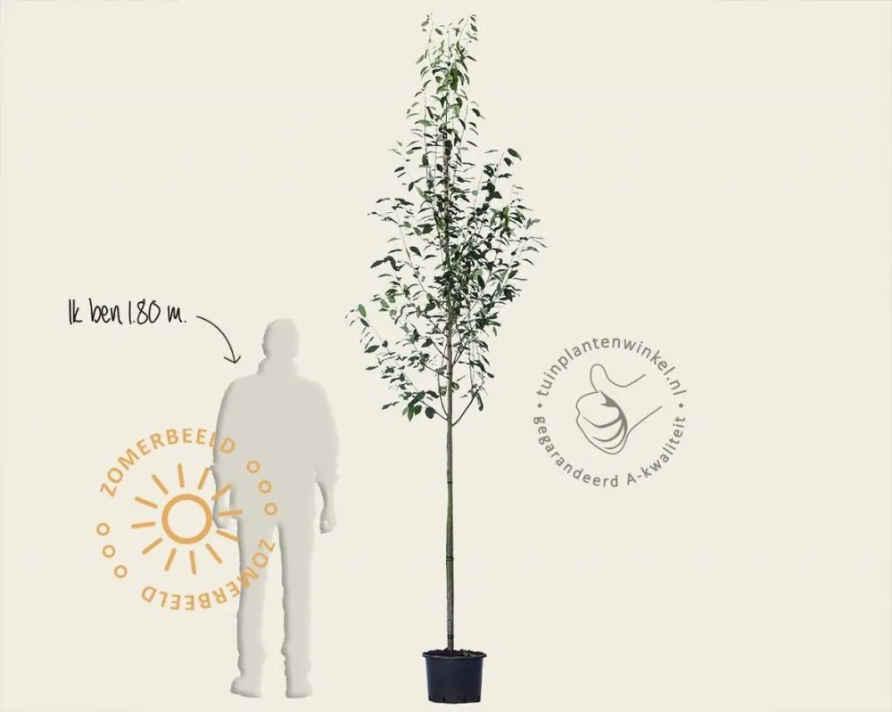 Amelanchier arborea ‘Robin Hill‘ | Fabrieksprijs