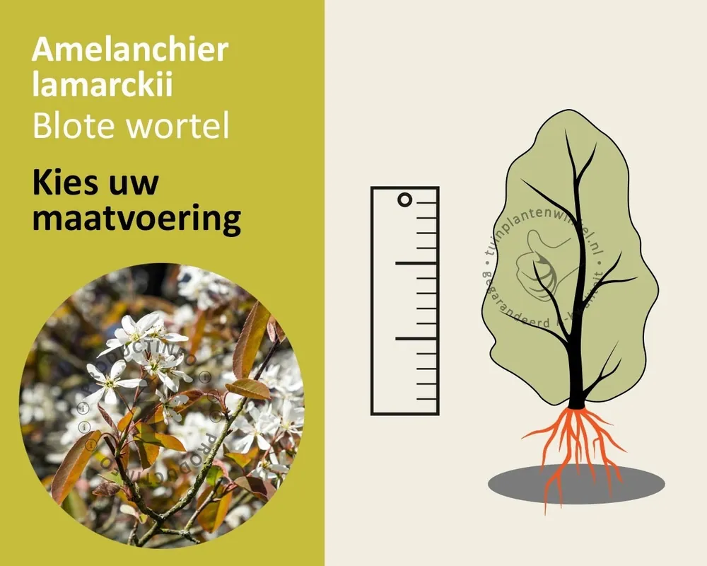 Amelanchier lamarckii - blote wortel | Aanrader