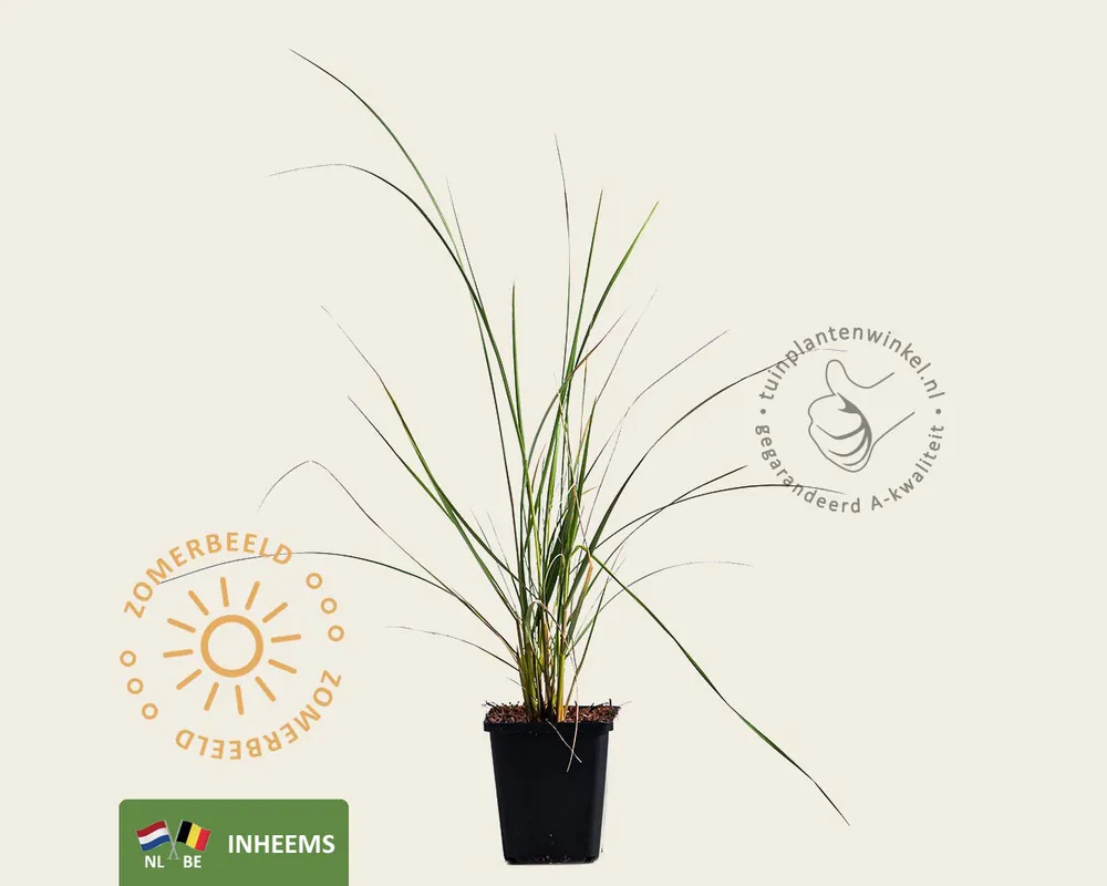 Nieuw product - Ammophila arenaria