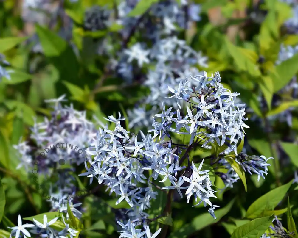 Amsonia tabernaemontana | Online kopen