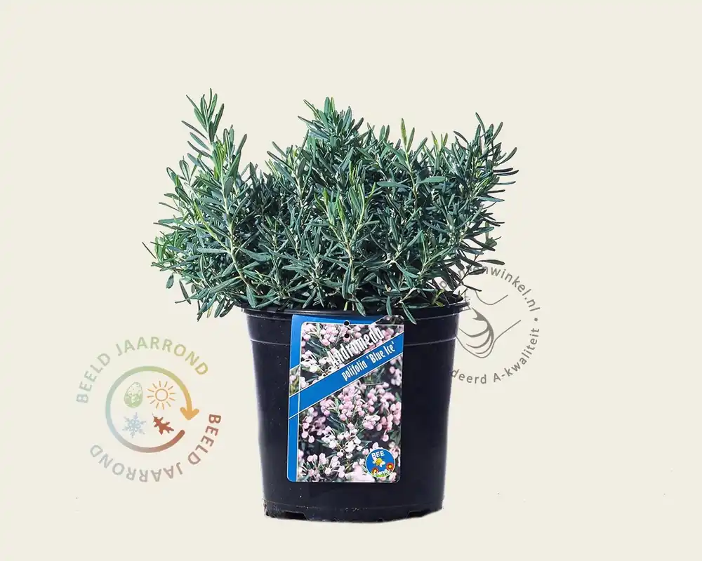 Bestseller - Andromeda polifolia ‘Blue Ice‘