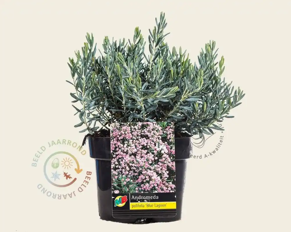 Andromeda polifolia ‘Blue Lagoon‘ | Koop vandaag