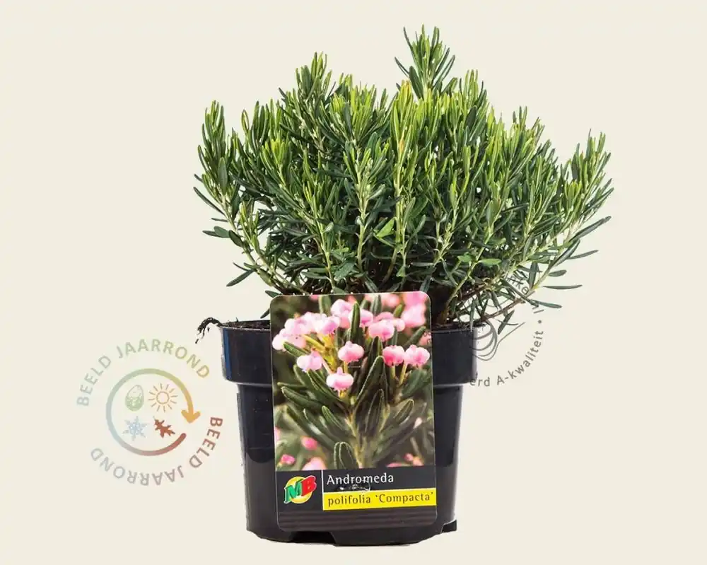 Nieuw in het assortiment - Andromeda polifolia ‘Compacta‘