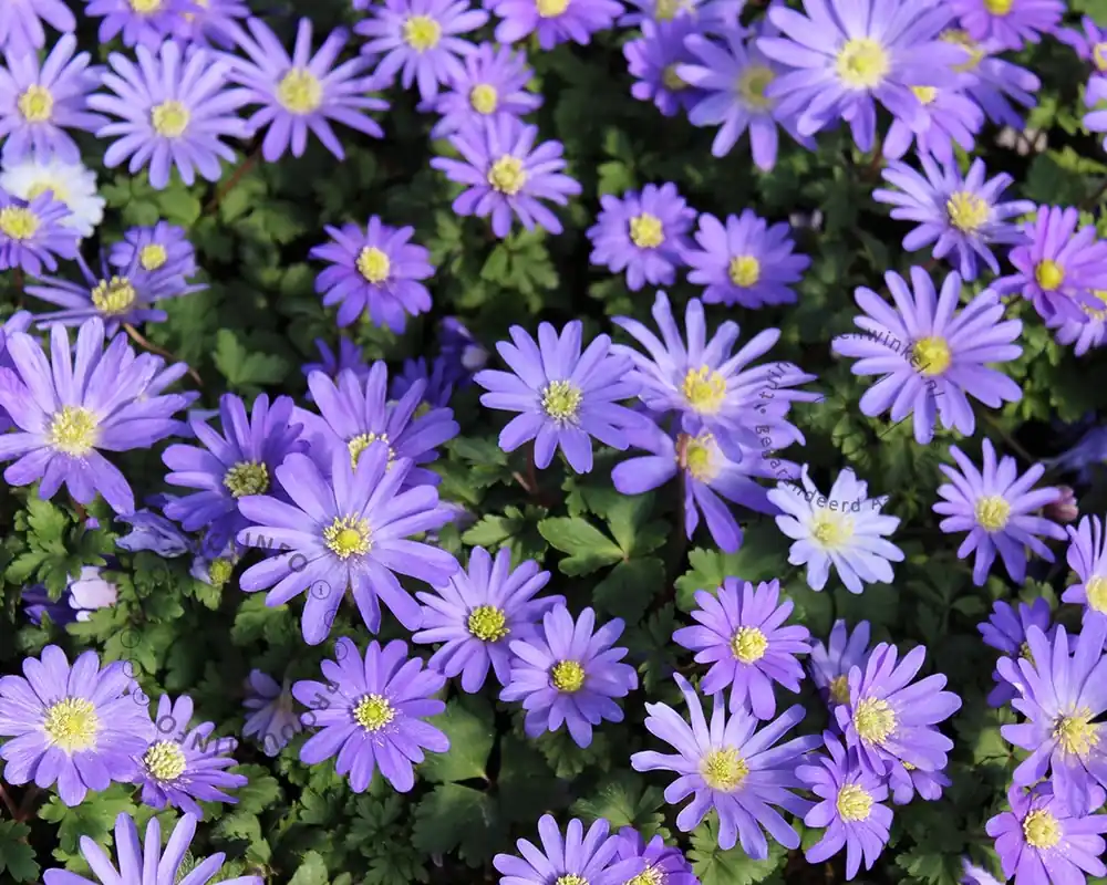 Veel gekozen | Anemone blanda Blauw