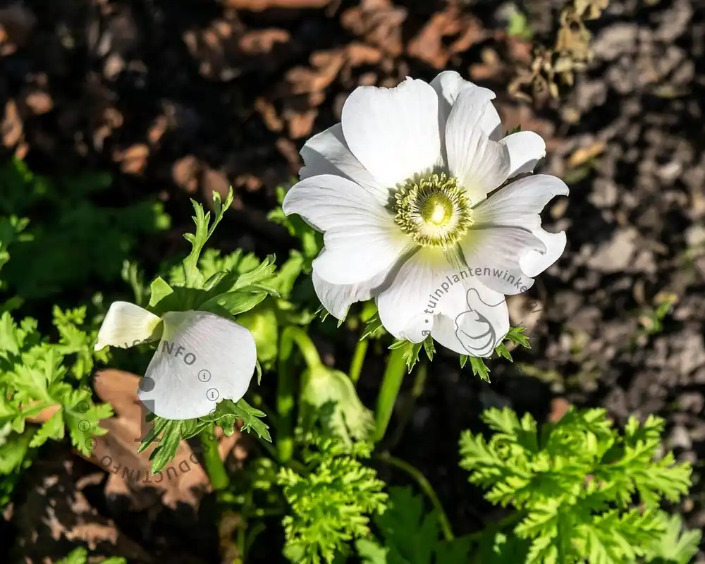 Anemone coronaria ‘Bride‘ - Voordelig