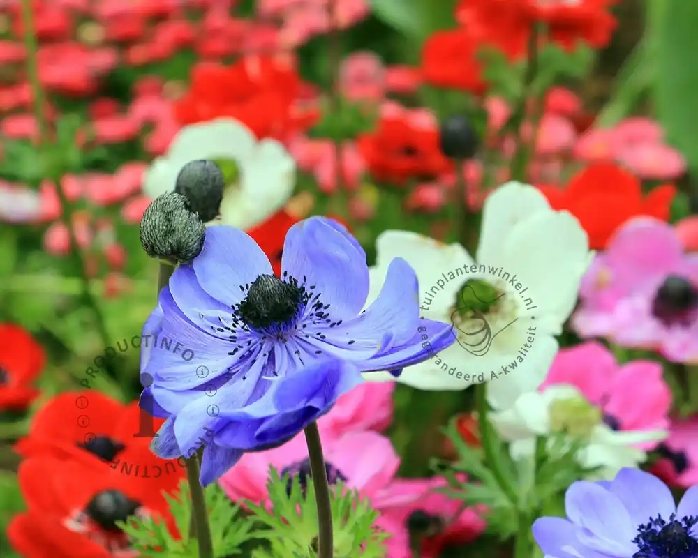 Bespaar nu | Anemone coronaria De Caen Mix